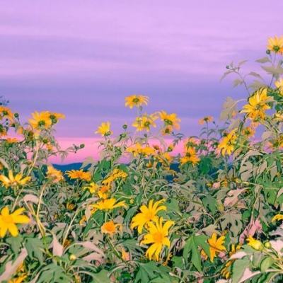 大发黄金版app下载手机app下载